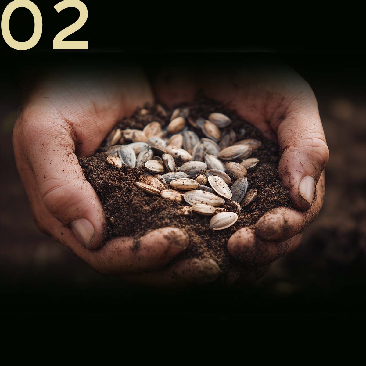 authentic and pesticide free seeds by Aapala from India